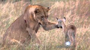 Lion adopts antelope